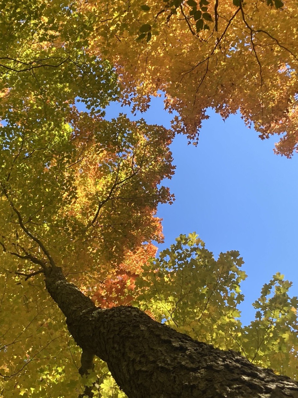 baum von unten