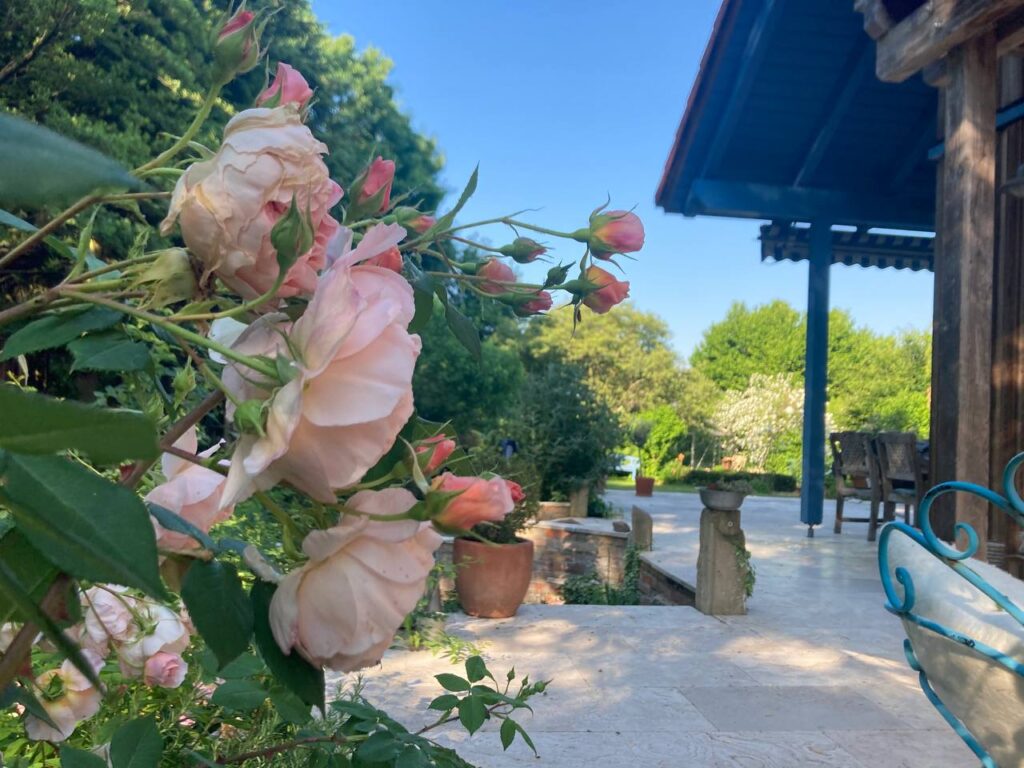 rosen im garten der spiralfrau
